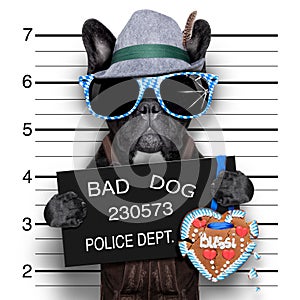 Mugshot dog