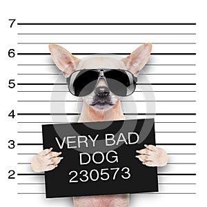 Mugshot dog