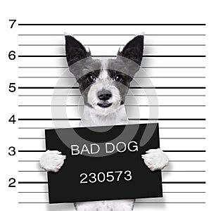 Mugshot dog