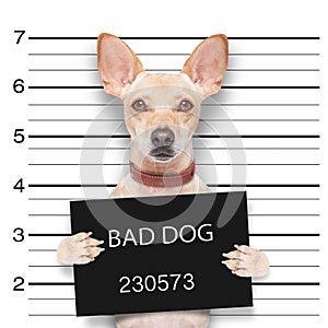 Mugshot dog