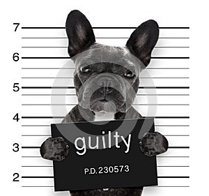 Mugshot dog at police station