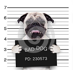 Mugshot dog at police station