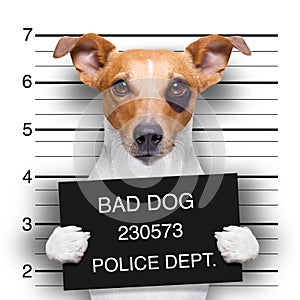 Mugshot dog at police station