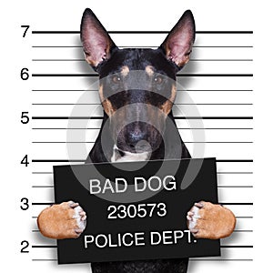 Mugshot dog at police station