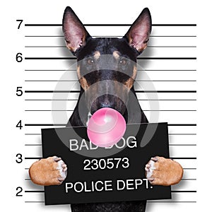 Mugshot dog at police station