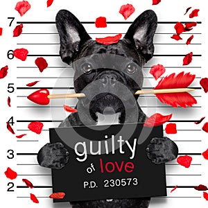 Mugshot dog on valentines