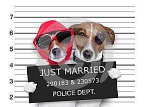 Mugshot just married dogs