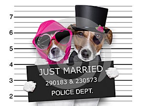 Mugshot just married dogs