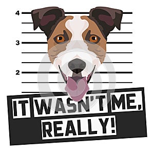 Mugshot mug shot Jack Russell Terrier