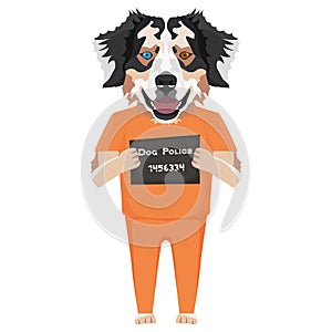 Mugshot prison clothes dog Australian Shepherd