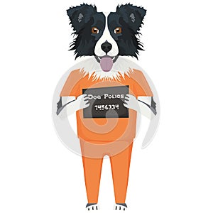 Mugshot prison clothes dog Border Collie