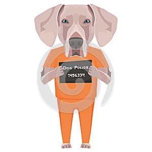 Mugshot prison clothes dog Weimaraner