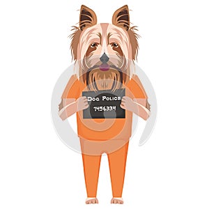 Mugshot prison clothes dog  Yorkshire Terrier