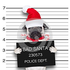 Mugshot santa dog