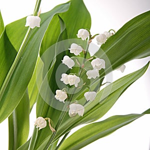 Muguet