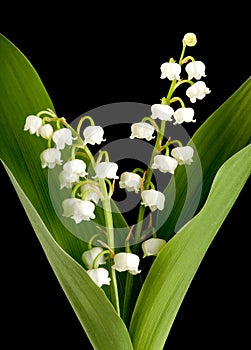 Muguet lillies