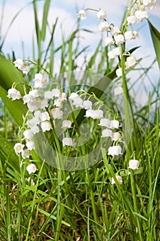 Muguet lily of the valley