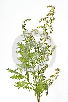 Mugwort Artemisia annua