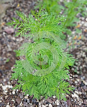 Mugwort Artemisia annua