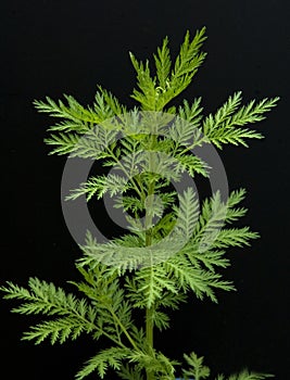 Mugwort Artemisia annua