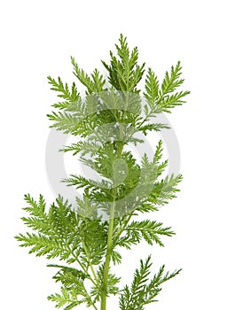 Mugwort  Artemisia annua