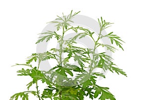 Mugwort or artemisia annua branch green leaves isolated on white background