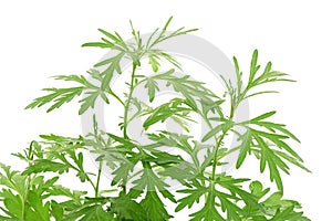 Mugwort or artemisia annua branch green leaves isolated on white background