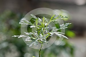 Mugwort or artemisia annua branch green leaves on nature background