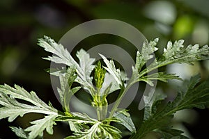 Mugwort or artemisia annua branch green leaves on nature background