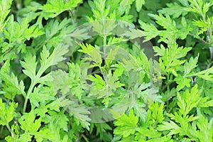 Mugwort
