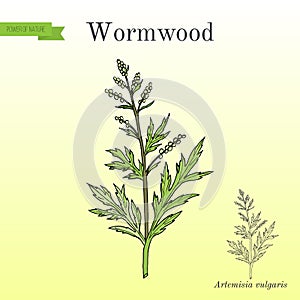 Mugwort, or common wormwood Artemisia vulgaris , medicinal plant