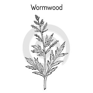 Mugwort, or common wormwood Artemisia vulgaris , medicinal plant