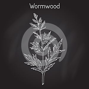 Mugwort, or common wormwood Artemisia vulgaris , medicinal plant