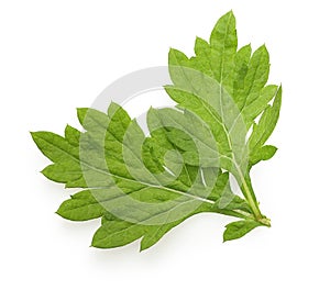 Mugwort isolated on white background