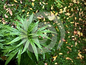 Mugwort with morning dew, fall background.