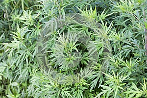 Mugwort