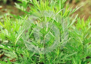 Mugwort plants