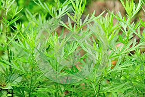 Mugwort plants