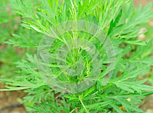 Mugwort plants