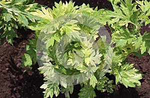 Mugwort in the summer