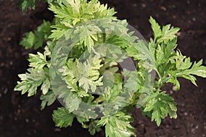 Mugwort in the summer