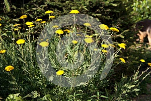Mugwort  - Tanacetum vulgare, Chrysanthemum vulgare