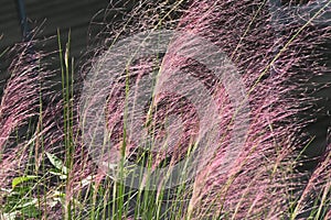 Muhlenbergia capillaris. Poaceae perennial plants native to North America.