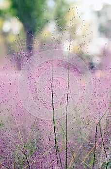 Close up shot of beautiful Muhlenbergia capillaris.