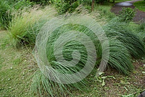 Muhlenbergia