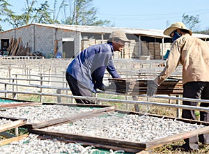 Drying of anchovies