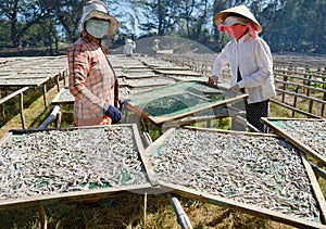 Drying of anchovies