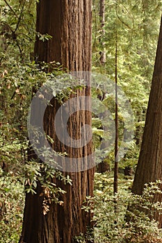 Muir Woods photo