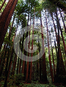 Muir Woods 3