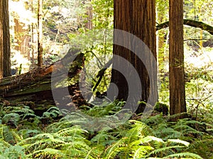 Muir Woods Ferns, Red Wood Trees